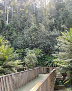 Wooden boardwalk through Fern Glade Reserve surrounded by ferns.