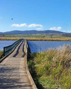 Tamar Island Wetlands boardwalk in Launceston